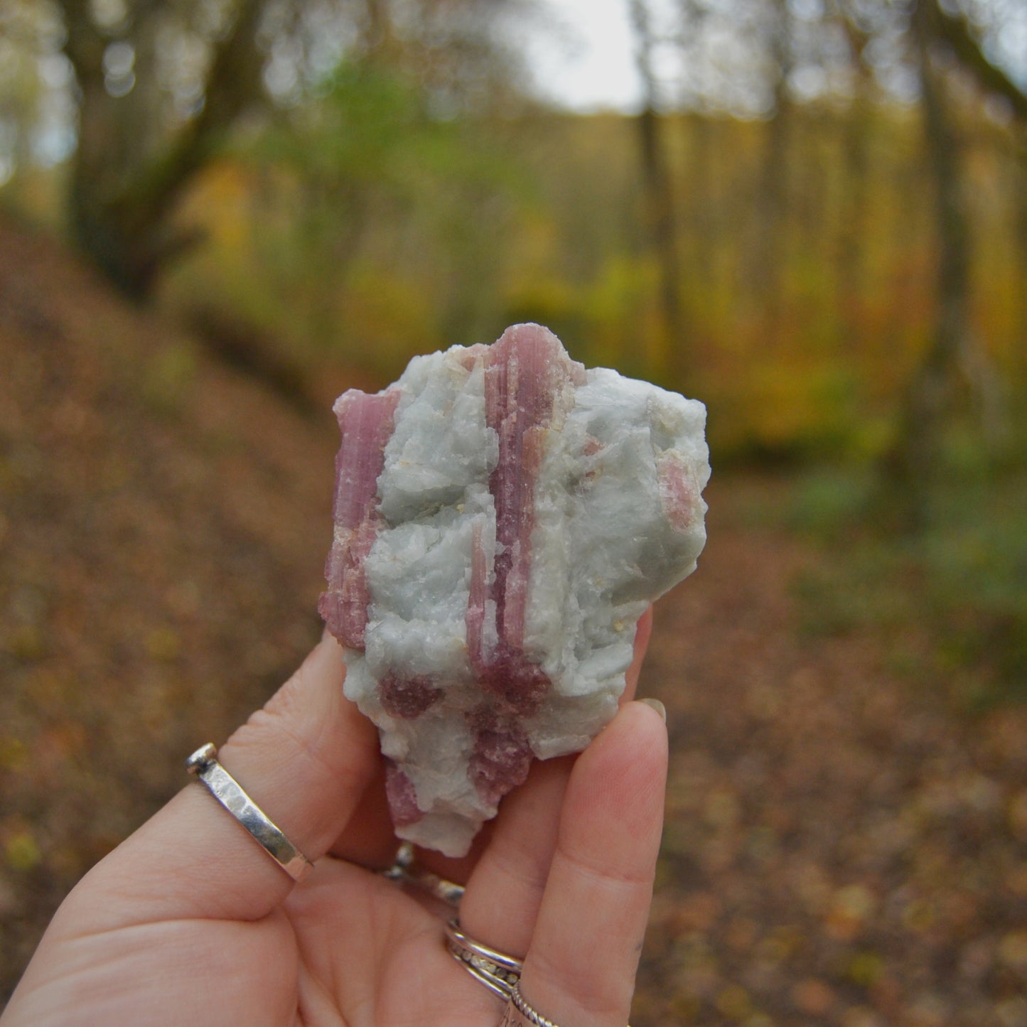 Hand holding a raw specimen of pink tourmaline in rubellite matrix. The pink tourmaline crystals create vertical striations across the white and pink rubellite matrix, showcasing a rough and natural texture. The background features an autumn forest path, adding to the earthy and natural aesthetic.

